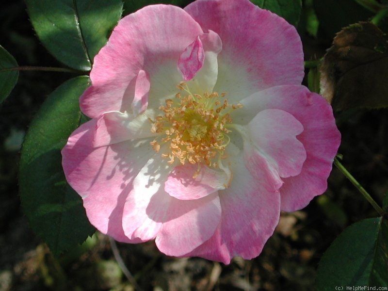 'Erfurt' rose photo