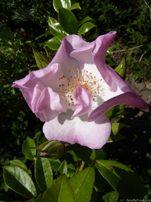 'Xantippe' rose photo