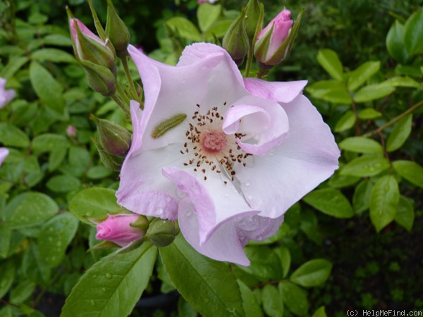 'Xantippe' rose photo