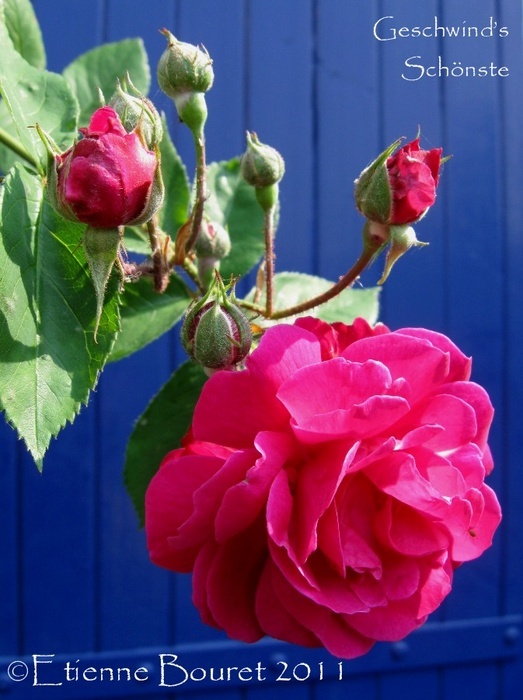 'Geschwinds Schönste' rose photo
