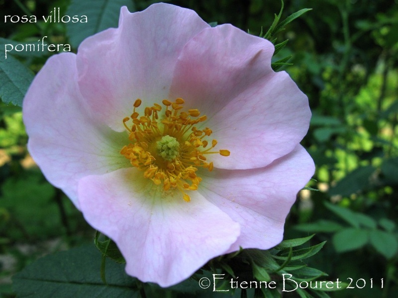 '<i>Rosa villosa</i> supsp. <i>pomifera</i> Crép. synonym' rose photo