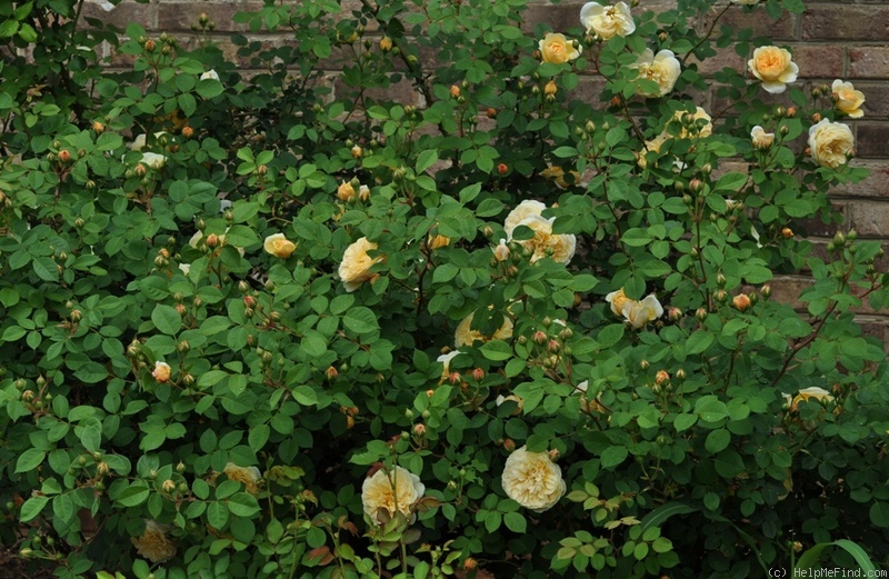 'Teasing Georgia' rose photo