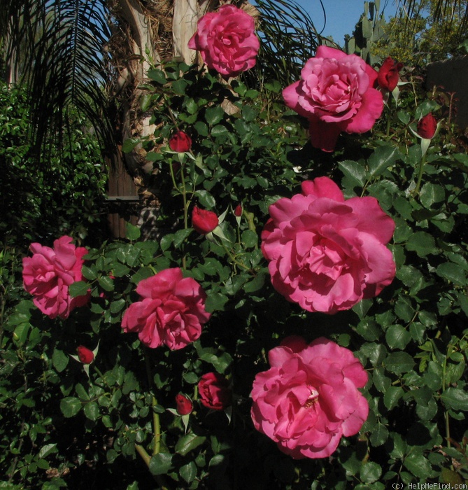 'Desert Magic' rose photo