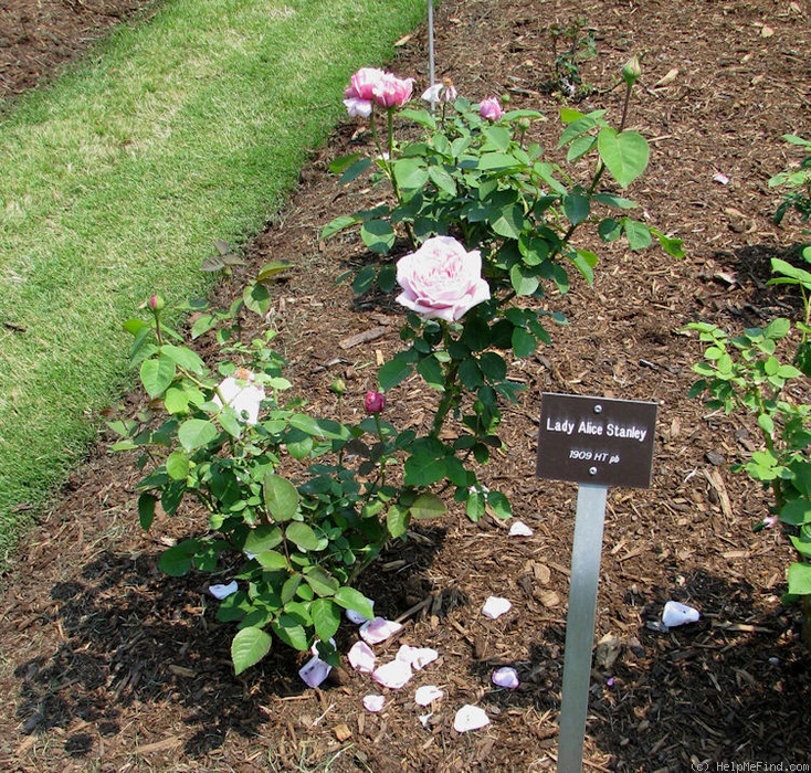 'Lady Alice Stanley' rose photo
