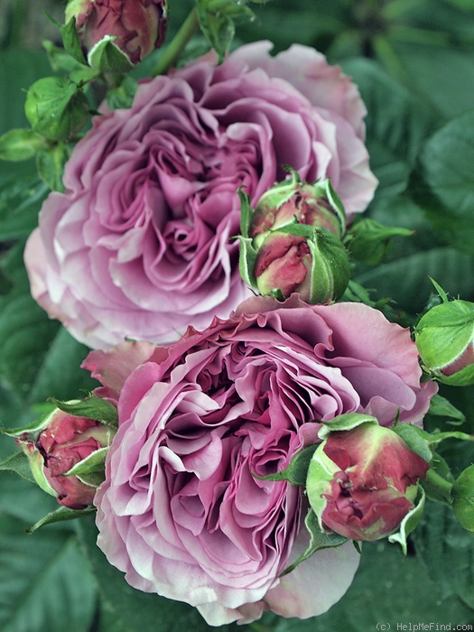 'Lavender Ice ®' rose photo
