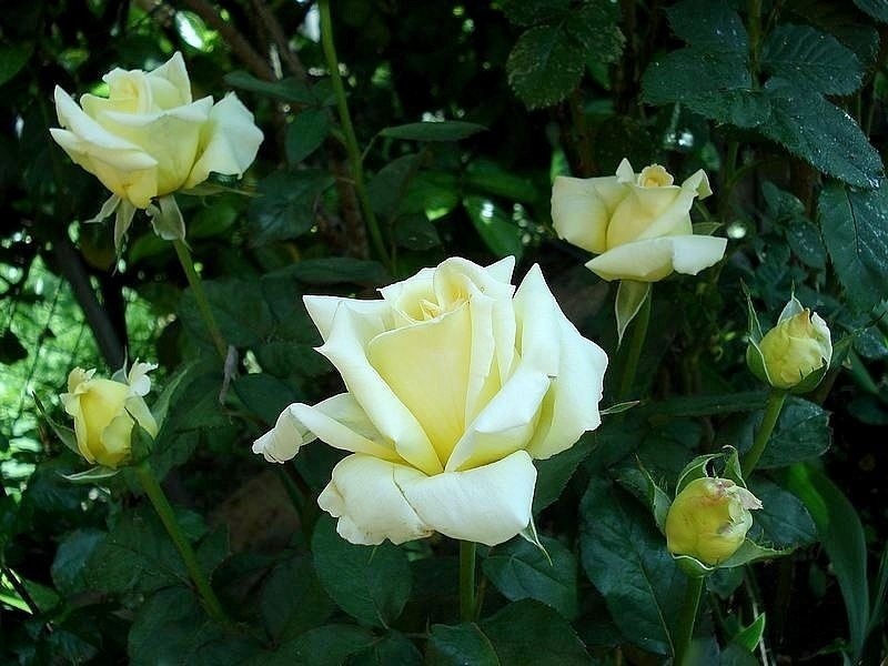 'Nicolas Hulot ®' rose photo