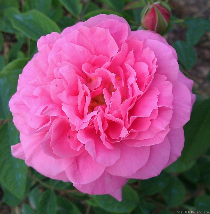 'Mayflower (English Rose, Austin, 1992/2001)' rose photo