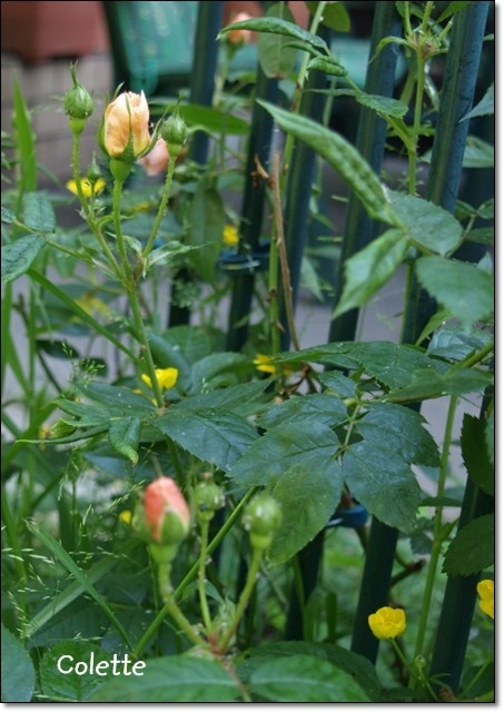 'Colette (climber, Meilland 1994)' rose photo