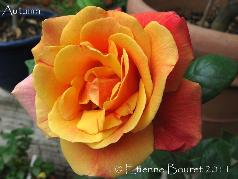 'Autumn' rose photo