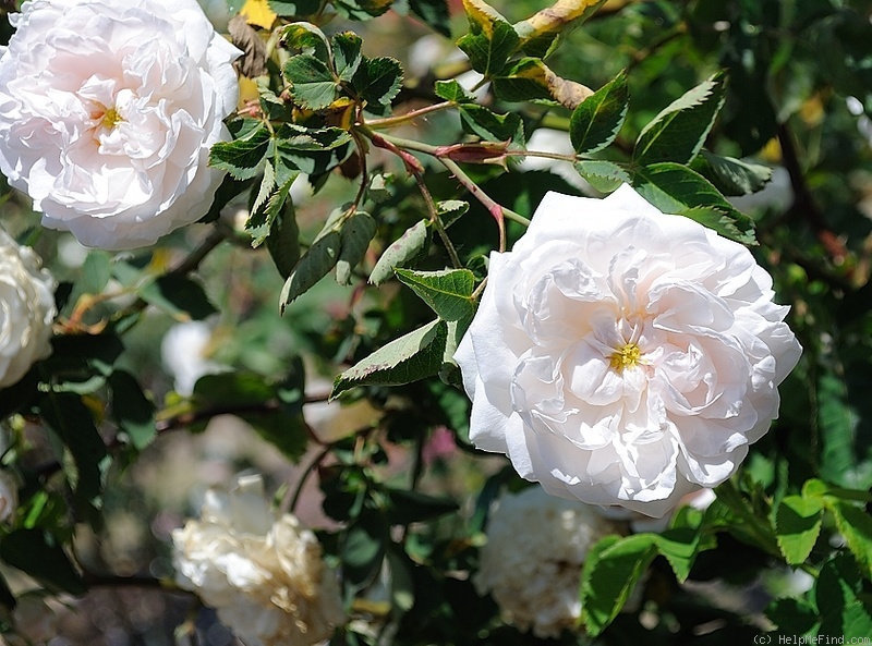 'Madame Legras' rose photo