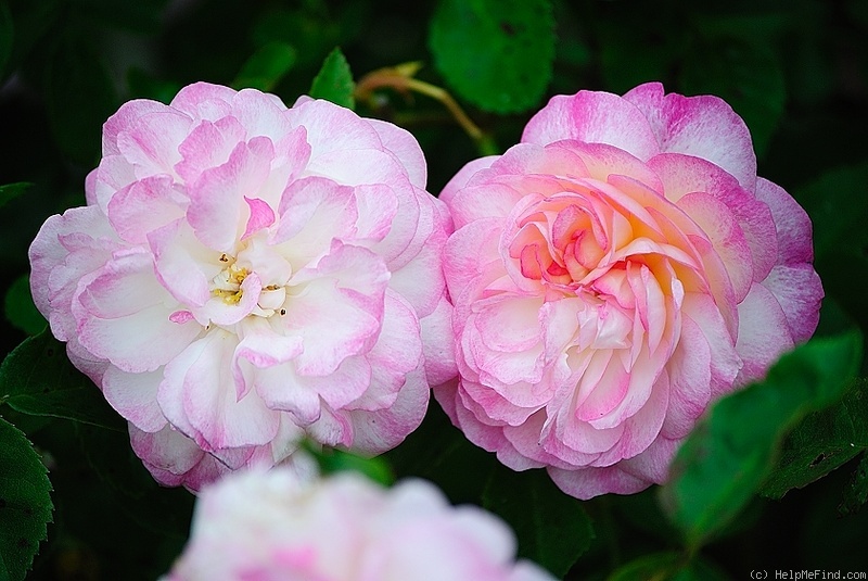 'Morning Blush ™ (Alba, Sievers, 1974)' rose photo