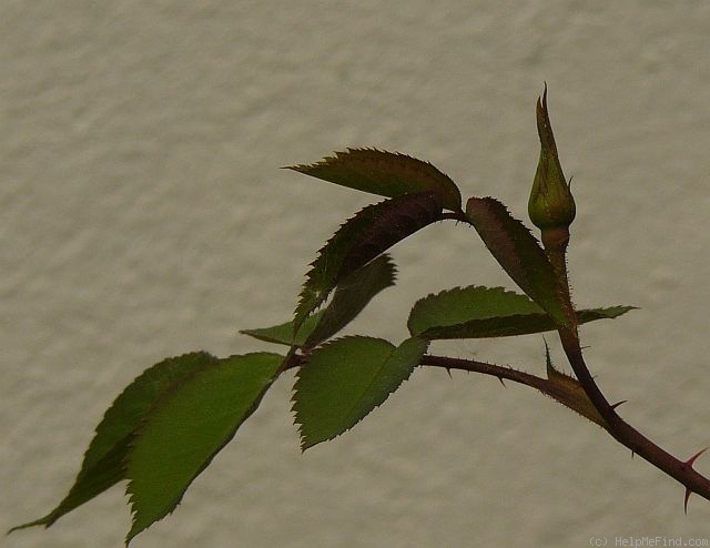 'Hamadan' rose photo