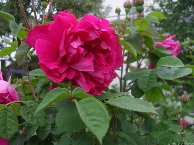 'Parfum de l'Hay' rose photo
