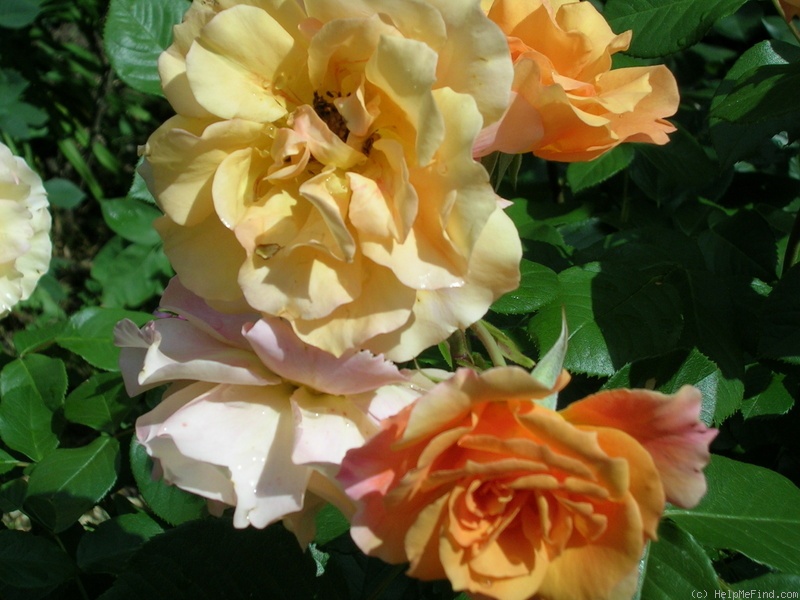 'Téquila ® (floribunda, Meilland, 2002)' rose photo