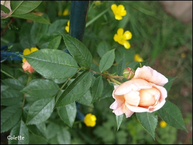 'Colette (climber, Meilland 1994)' rose photo