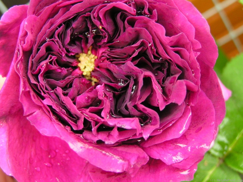 'Erinnerung an Brod' rose photo