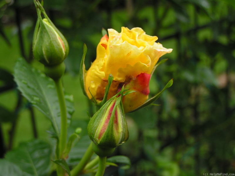 'Lichtkönigin Lucia (Large Flowered Climber, Kordes, 1966)' rose photo