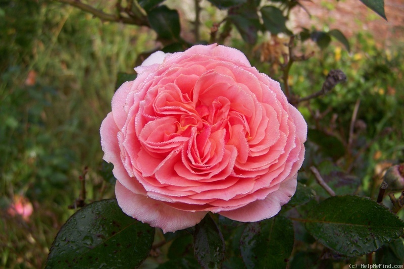 'HORluscious' rose photo