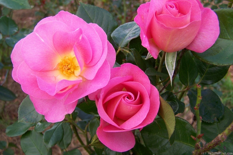 'SOMlinone' rose photo