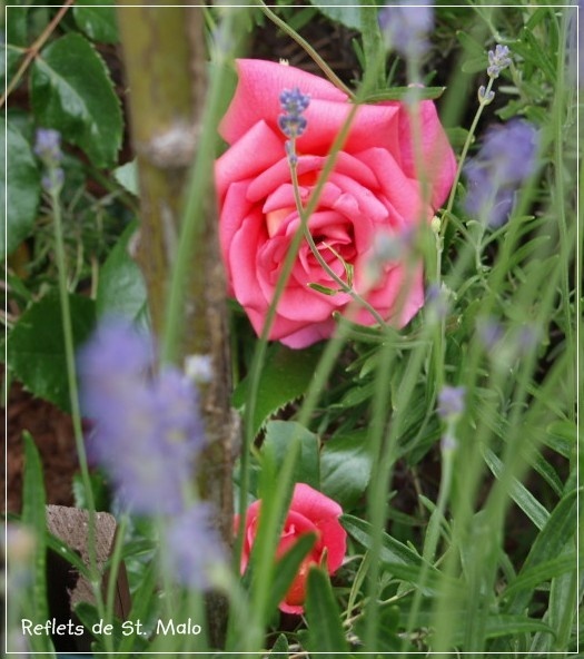 'Reflets de St. Malo' rose photo