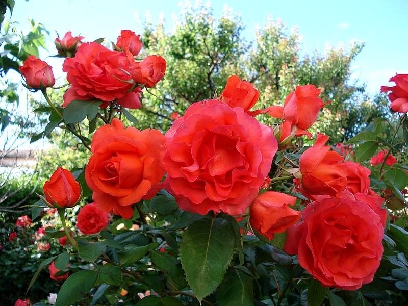 'Satellite ® (hybrid tea, Delbard, 1982)' rose photo
