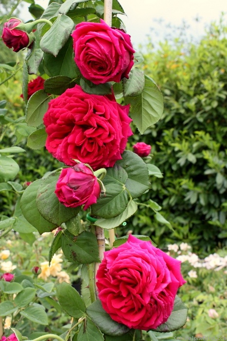 'Éclair (hybrid perpetual, Lacharme, 1883)' rose photo