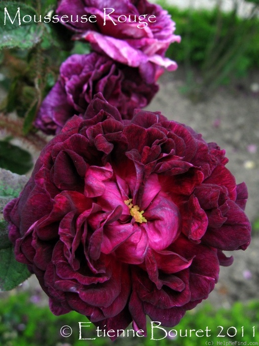 'Mousseuse Rouge (syn. 'Coccinea')' rose photo