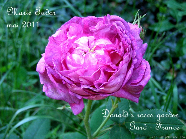 'Marie Tudor' rose photo