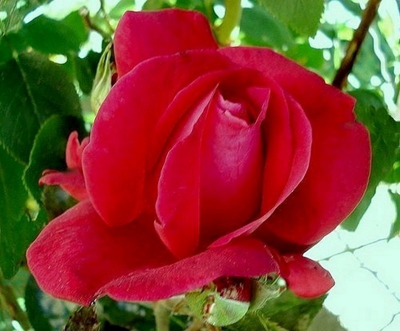 'Le Grand Huit ®' rose photo