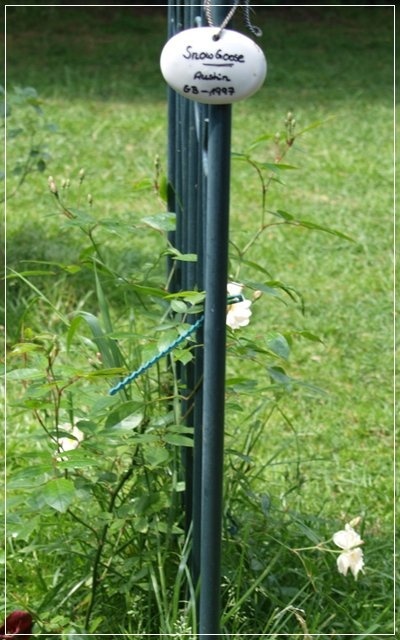 'Snow Goose' rose photo