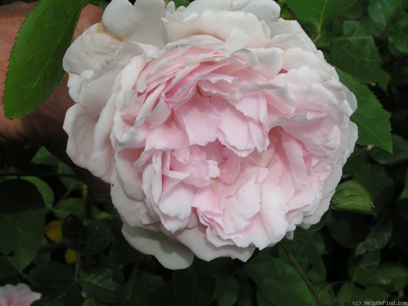 'Redouté' rose photo