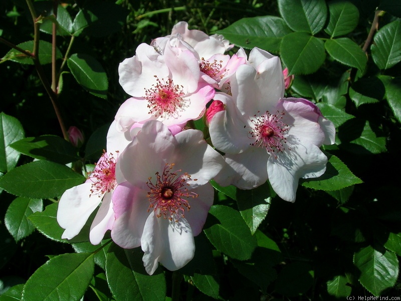 'Astronomia ®' rose photo