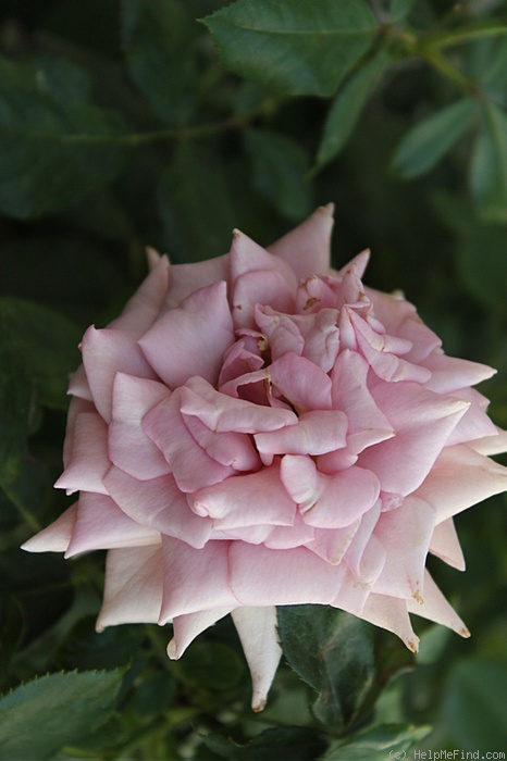 'Koko Loco (Floribunda, Bedard, 2010)' rose photo