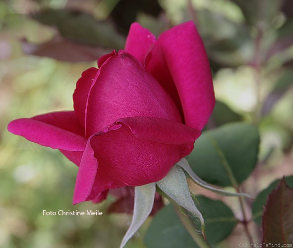 'Ma Tulipe' rose photo