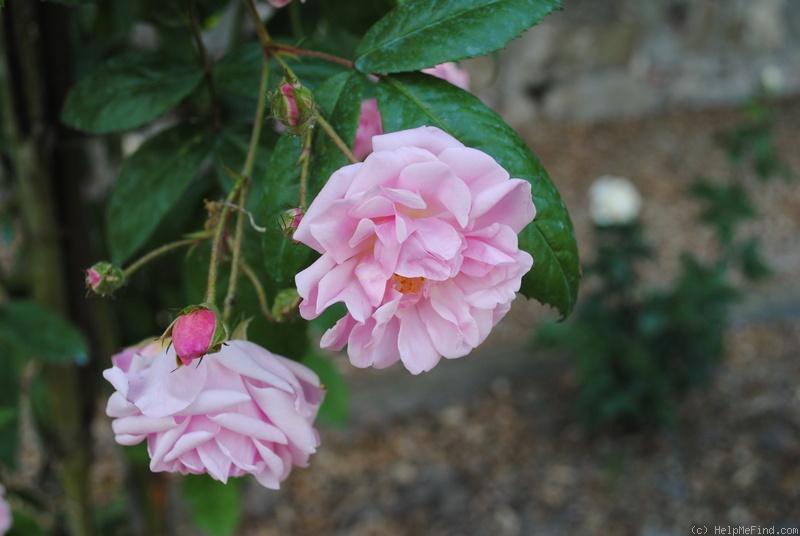 'Tea Rambler' rose photo