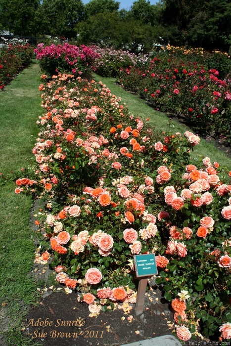 Роза модерн санрайз парковая фото и описание