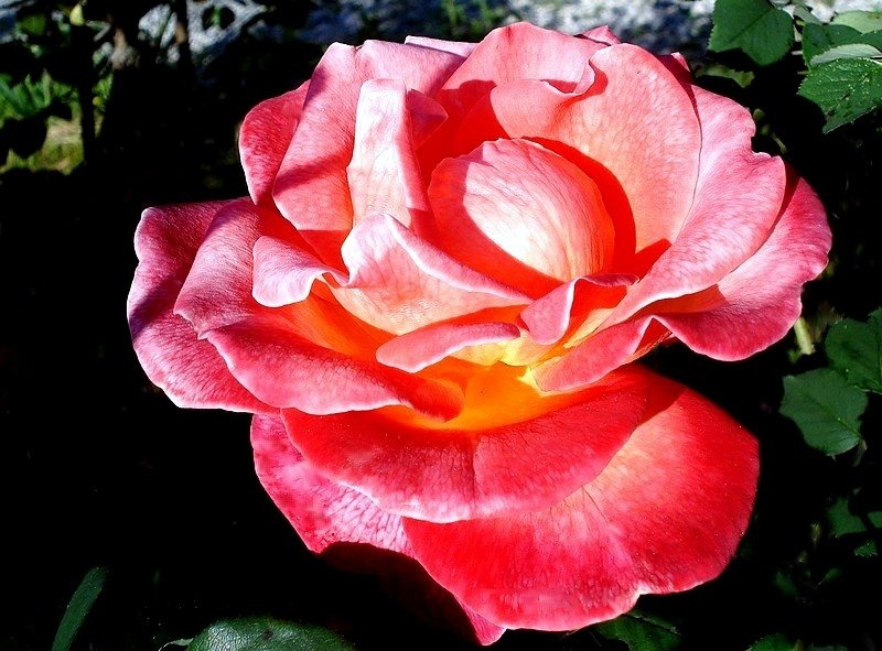 'Apogée ®' rose photo