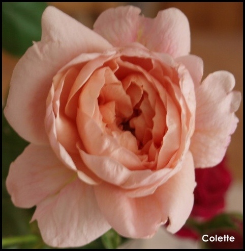 'Colette (climber, Meilland 1994)' rose photo