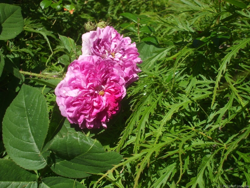 'Himmelsauge' rose photo
