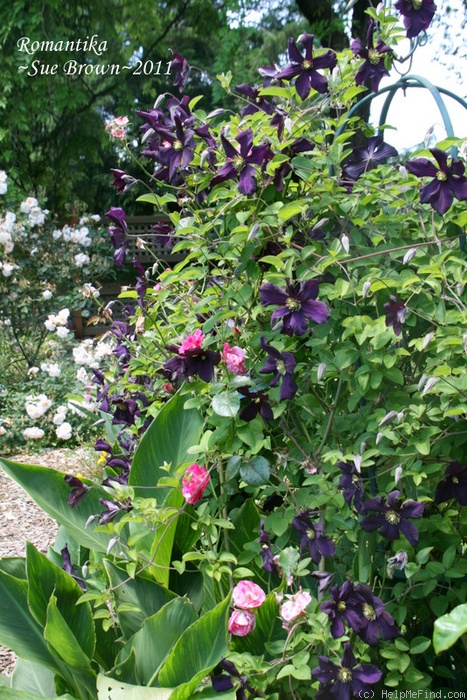 'Romantika' clematis photo