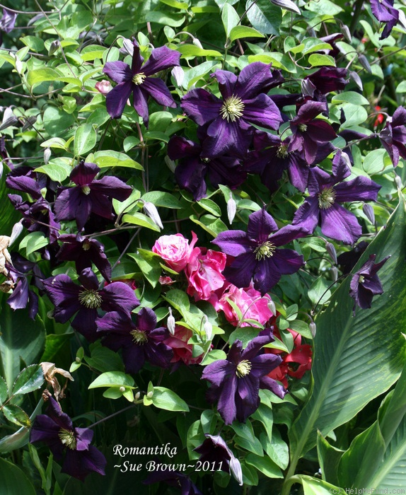 'Romantika' clematis photo