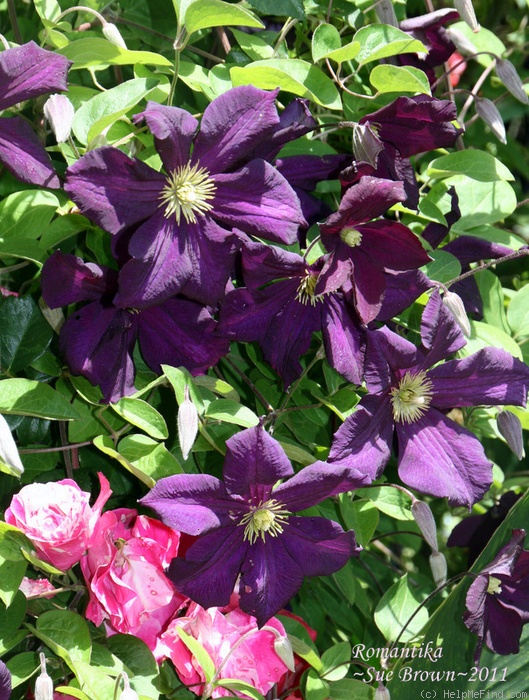 'Romantika' clematis photo