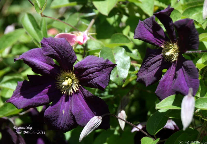 'Romantika' clematis photo