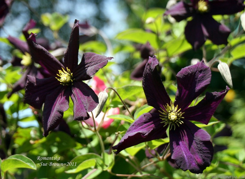 'Romantika' clematis photo