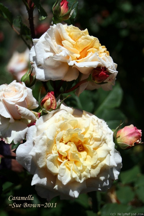 'Caramella ™ (shrub, Kordes before 2000)' rose photo