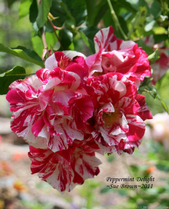 'Peppermint Delight' rose photo