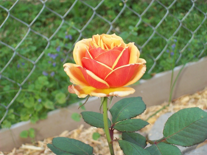 'About Face ™' rose photo