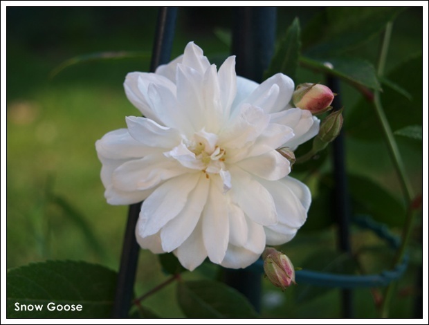 'Snow Goose' rose photo