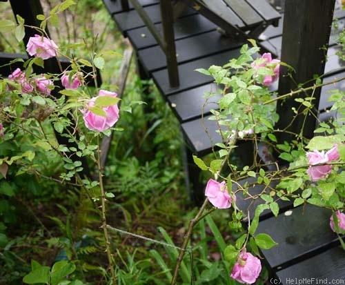 'Le Vésuve (china, Laffay, 1825)' rose photo