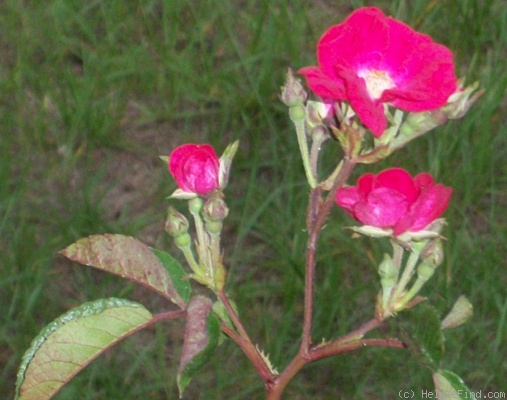 'Vivaldi (shrub, Lens, 1984)' rose photo